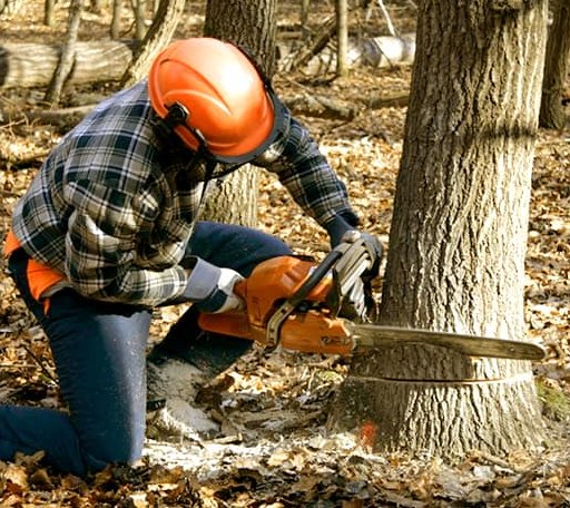 Tree Removal in Lindstrom, MN